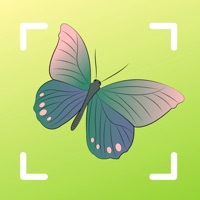 butterfly identifier - bug