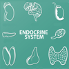 Endocrine System Quizzes - Coskun CAKIR