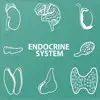 Endocrine System Quizzes problems & troubleshooting and solutions