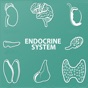 Endocrine System Quizzes app download