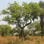 East African Tree Planner App Negative Reviews