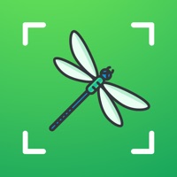 Bug identifier - insectes id