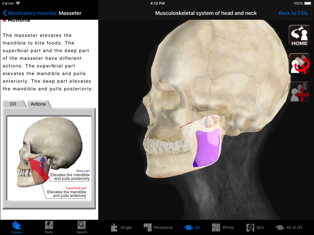 DS ANATOMY HEAD & NECK(圖3)-速報App