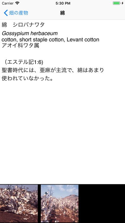 聖書の植物