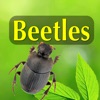 North American Beetles - iPhoneアプリ