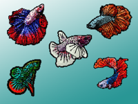 Bitty Bettas Fish Stickers