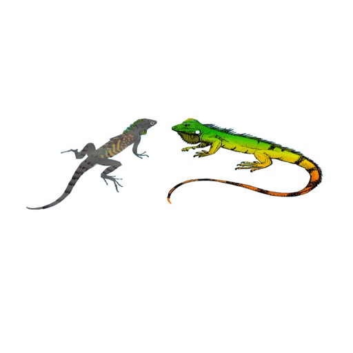 Two Iguanas