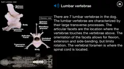 Dog Anatomy: Canine 3D iPhone image 4