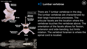Dog Anatomy: Canine 3D screenshot