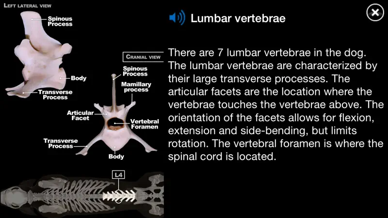 Dog Anatomy: Canine 3D screenshot 4 of 5