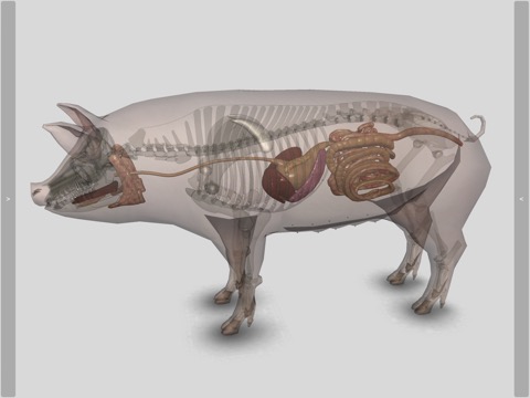 3D Pig Anatomyのおすすめ画像10
