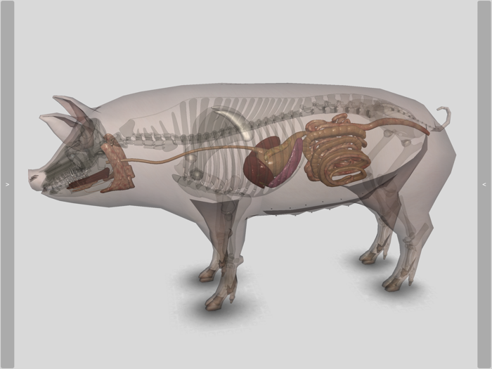 3D Pig Anatomy