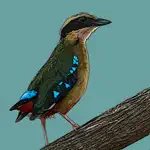 Birds of Zambia App Support