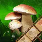 Mushroom Book & Identification App Problems