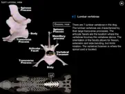 dog anatomy: canine 3d айпад изображения 4