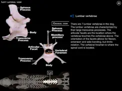 Dog Anatomy: Canine 3D iPad image 4