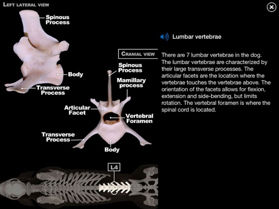 Dog Anatomy: Canine 3Dのおすすめ画像4