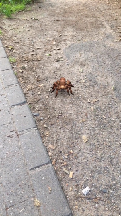 AR Spiders screenshot-4