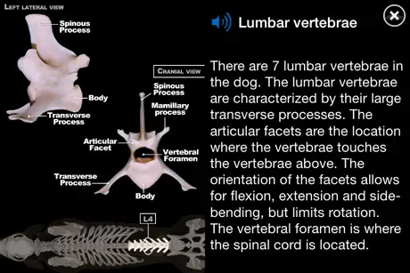 Dog Anatomy: Canine 3D