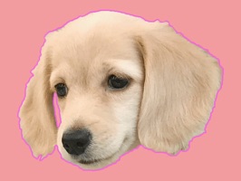 Mr