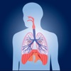 Respiratory System Quizzes