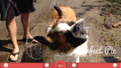 Perfect Pic iPhone screenshot 5 - Photo & Video app