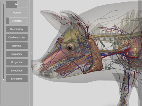 3D Pig Anatomyのおすすめ画像6