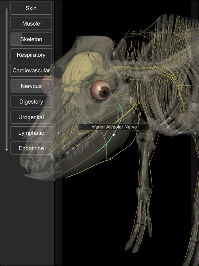 3D Pig Anatomy