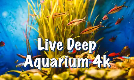 Live Deep Aquarium 4k:Deep Sea Cheats