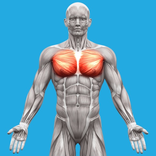 Muscle System Anatomy Icon