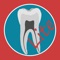 Dental Corpus PRIMARY LITE is a demonstration version of a complete atlas for primary teeth