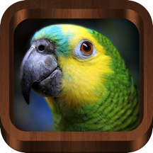 Bird Calls - Bird Song & Guide