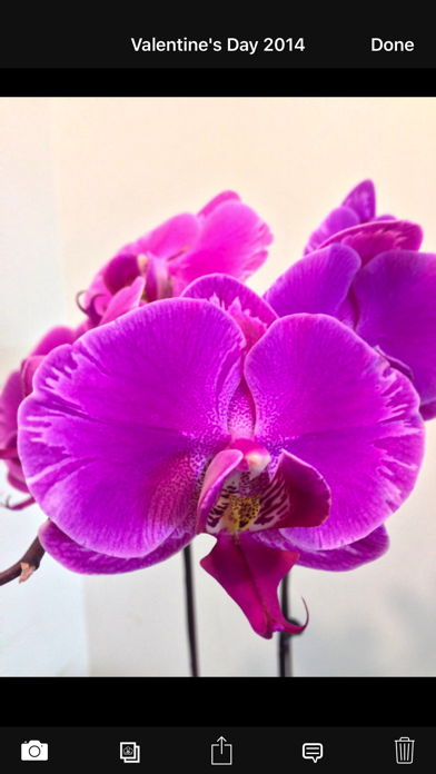 Orchid Album Lite Screenshot