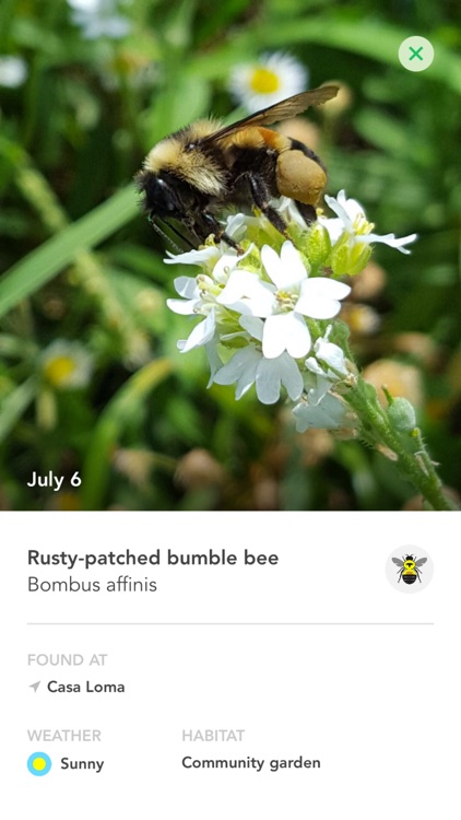 Bumble Bee Count