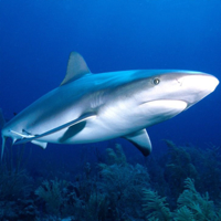 Shark Eat Fish