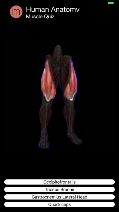 Muscle Quiz Screenshot 4