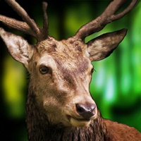 Deer Sniper | 3D Hunting Games Wiki