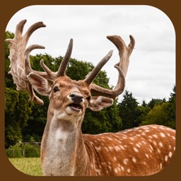 Extreme Stag Simulator 3D