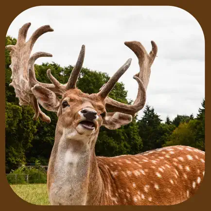 Extreme Stag Simulator 3D Cheats