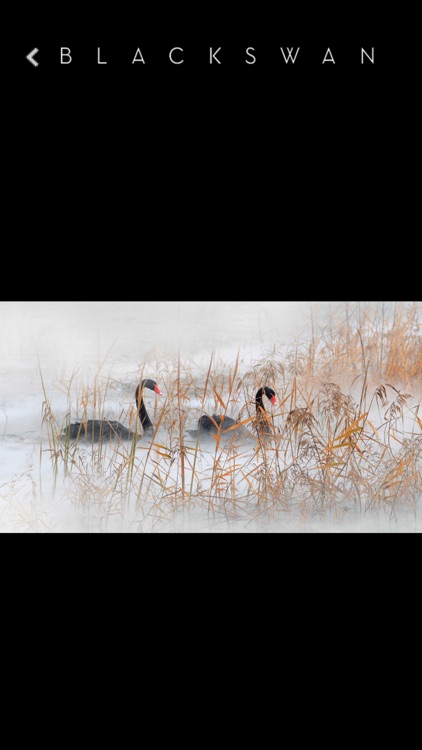 黑天鹅 screenshot-3