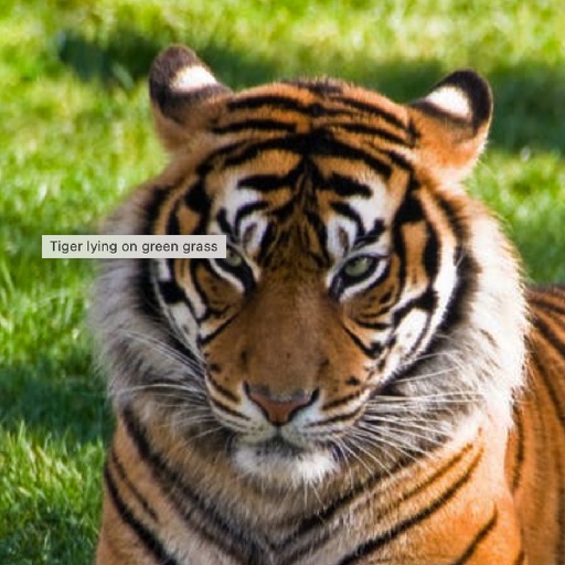 70 animal names with voice