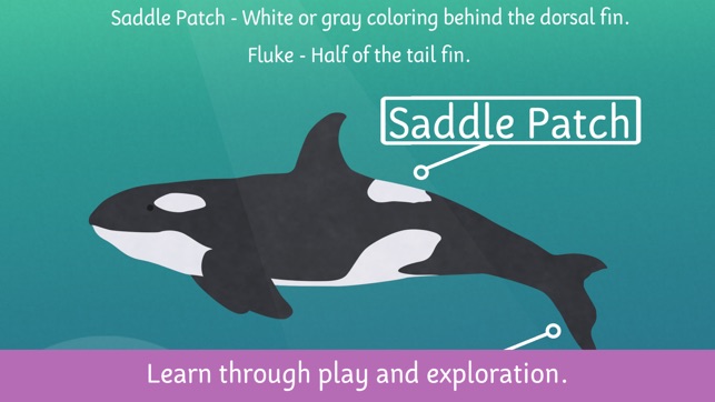 Dolphin Facts for Kids(圖5)-速報App