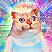奇怪猫