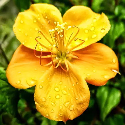 Floramations Oracle Cards Cheats