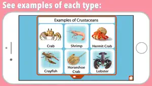 Animal Kingdom (Invertebrates) screenshot 3