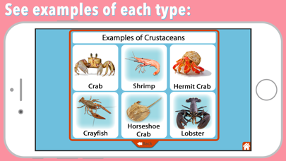 Animal Kingdom (Invertebrates) Screenshot