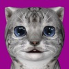 Cute Cate puzzle icon