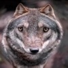 Wolf Quotes - daily wisdom icon