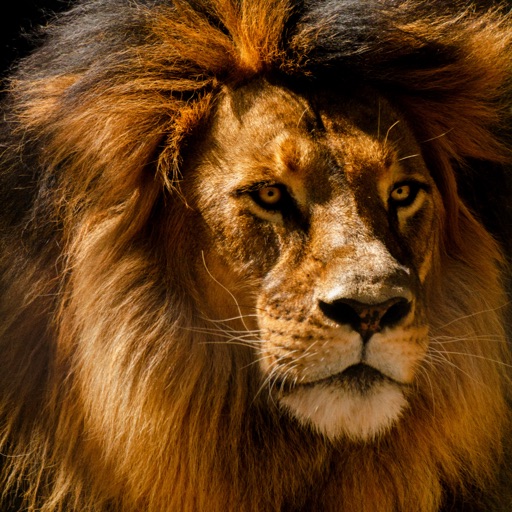 The Big Cat Classifier