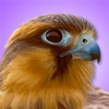 iBird Pro Guide to Birds - iPadアプリ